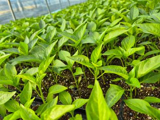 김영진(전남영광)님의 자유주제 · 자유게시판 작성글 사진