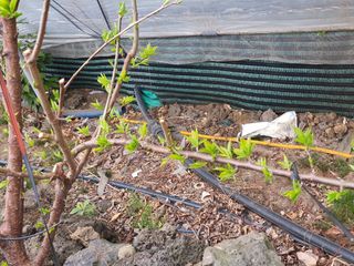 하나라도 소중하게님의 자두 · 자유게시판 작성글 사진