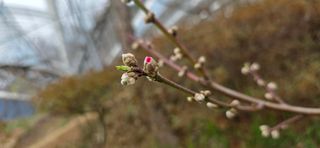 달맛햇복숭아농원님의 자유주제 · 자유게시판 작성글 사진