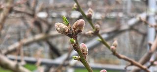 달맛햇복숭아농원님의 자유주제 · 자유게시판 작성글 사진