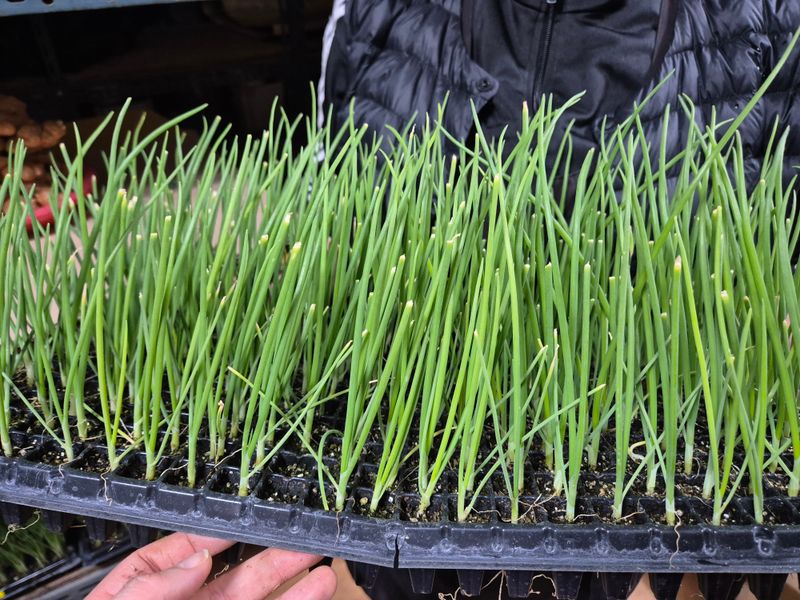 돼지파쪽파님의 장터 판매 상품 [저장양파 양파모종 카타마루 약 288구( 약 270개)] 첨부 사진