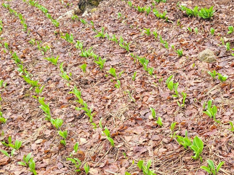 이은정님의 장터 판매 상품 [명이나물 산마늘 명이모종 종근(울릉도종)] 첨부 사진