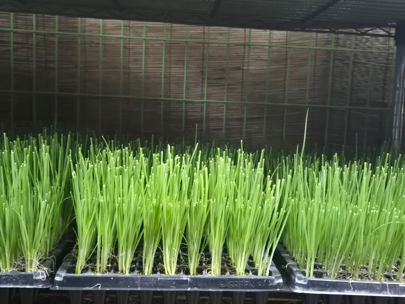 돼지파쪽파님의 장터 판매 상품 [대파모종 160구 대파모] 첨부 사진