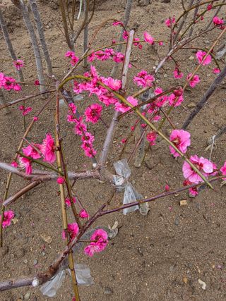 일심묘목농원님의 자유주제 · 자유게시판 작성글 사진