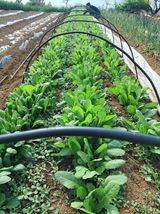 팜모닝 자유주제·자유게시판 게시글 이미지