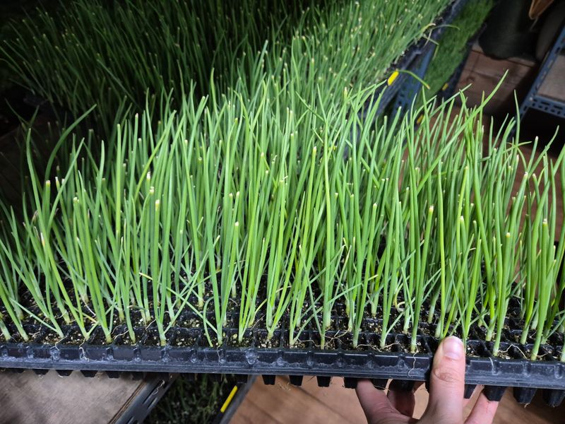 돼지파쪽파님의 장터 판매 상품 [저장양파 양파모종 카타마루 약 288구( 약 270개)] 첨부 사진