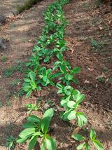 이장우님의 자유주제·자유게시판 작성글 사진