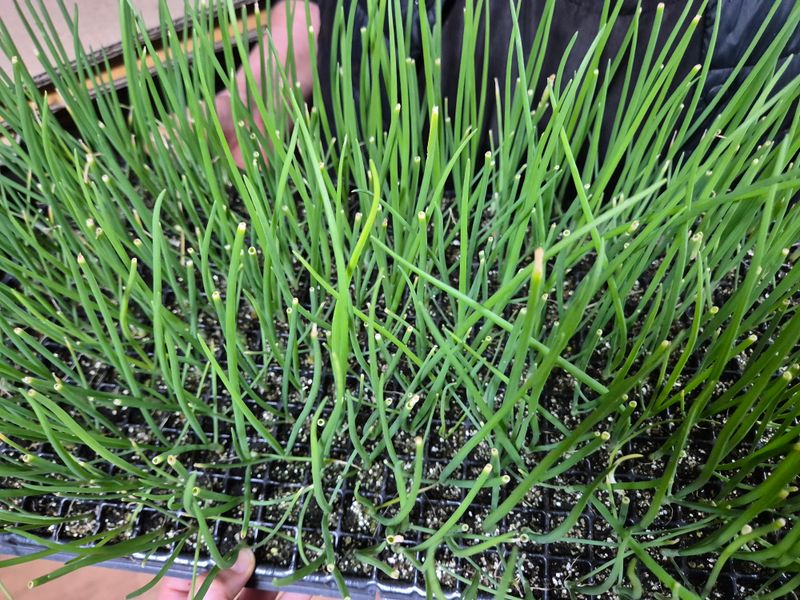 돼지파쪽파님의 장터 판매 상품 [저장양파 양파모종 카타마루 약 288구( 약 270개)] 첨부 사진