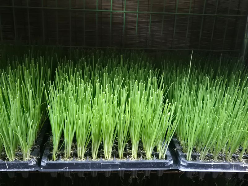 돼지파쪽파님의 장터 판매 상품 [대파모종 160구 대파모] 첨부 사진