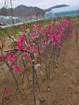 일심묘목농원님의 자유주제·자유게시판 작성글 사진