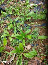 팜모닝 자유주제·자유게시판 게시글 이미지