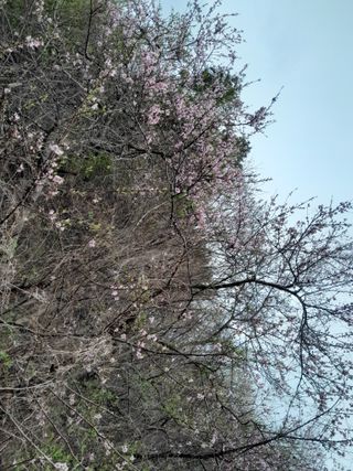 김민수산에서농사중님의 자유주제 · 자유게시판 작성글 사진