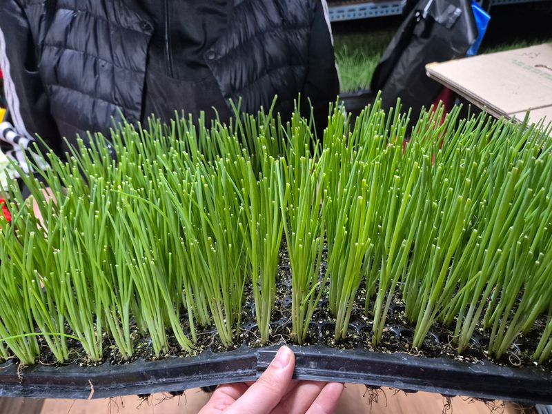 장터 상품 [대파모종 160구 대파모] 썸네일