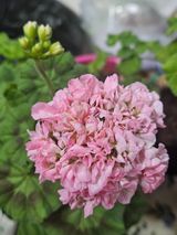 팜모닝 자유주제·자유게시판 게시글 이미지