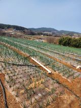 팜모닝 양파·자유게시판 게시글 이미지