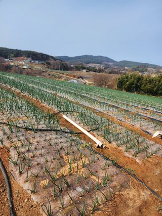 대산농사대장님의 양파 · 자유게시판 작성글 사진