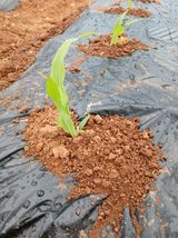 팜모닝 자유주제·자유게시판 게시글 이미지