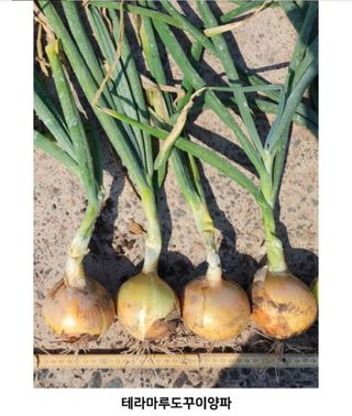 대산농사대장님의 양파 · 자유게시판 작성글 사진