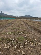 성실한 농부님의 자유주제·자유게시판 작성글 사진