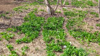 여우내 이순홍님의 자유주제 · 자유게시판 작성글 사진