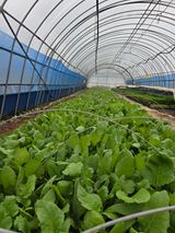 성실한 농부님의 자유주제·자유게시판 작성글 사진