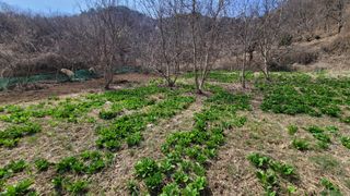 여우내 이순홍님의 기타작물 · 자유게시판 작성글 사진