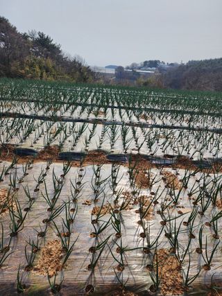 대산농사대장님의 양파 · 자유게시판 작성글 사진