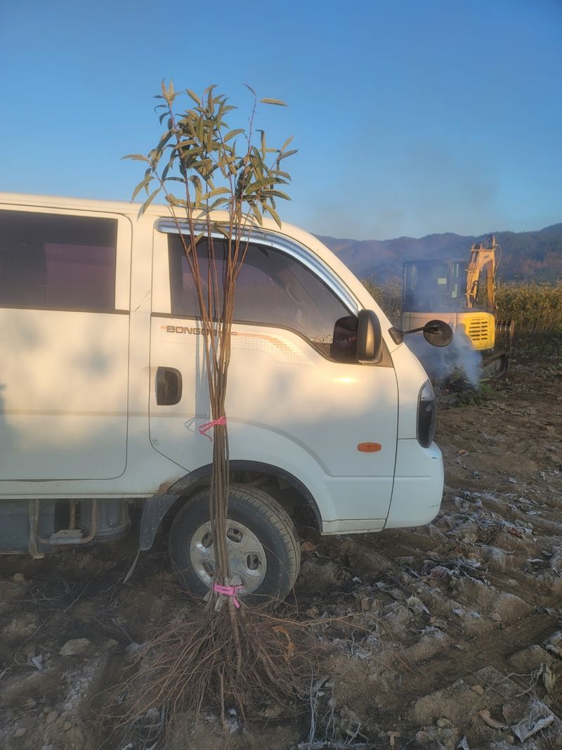 장터 상품 [밤나무 포르단 접목1년생 묘목] 썸네일