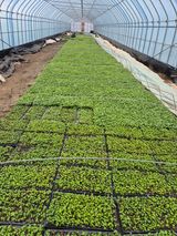 팜모닝 자유주제·자유게시판 게시글 이미지