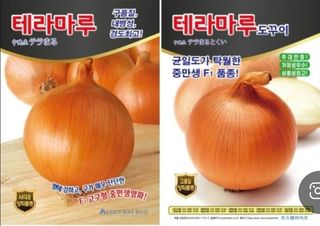 대산농사대장님의 양파 · 자유게시판 작성글 사진