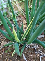 팜모닝 자유주제·자유게시판 게시글 이미지