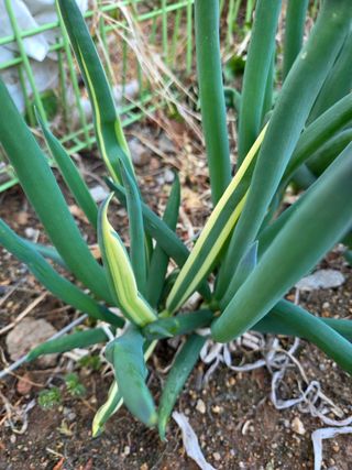 김연숙님의 자유주제 · 자유게시판 작성글 사진