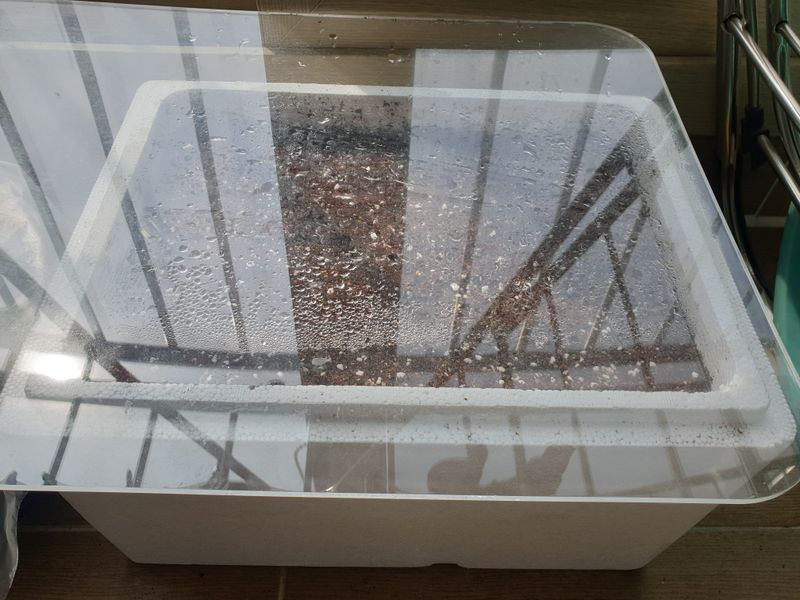 황강순님의 장터 판매 상품 [잔대씨앗 ] 첨부 사진