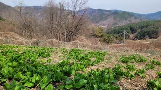 여우내 이순홍님의 자유주제 · 자유게시판 작성글 사진