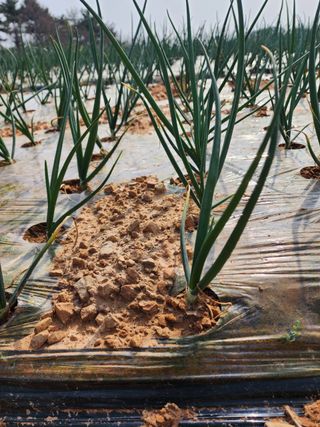 대산농사대장님의 양파 · 자유게시판 작성글 사진