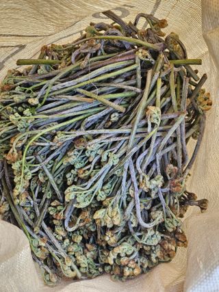 대봉매실 인생이막님의 자유주제 · 자유게시판 작성글 사진