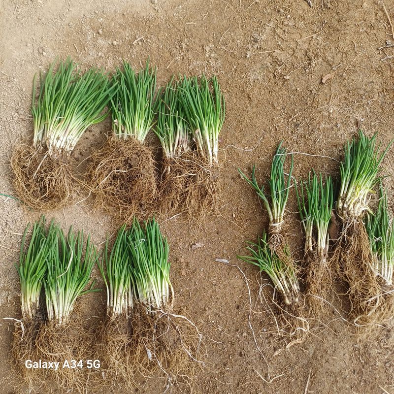 삼성농산님의 장터 판매 상품 [삼동파.달래파.요술대파] 첨부 사진