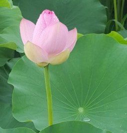 김남태님의 장터 판매 상품 [연근종근 연근모종 판매예약 받습니다.] 첨부 사진