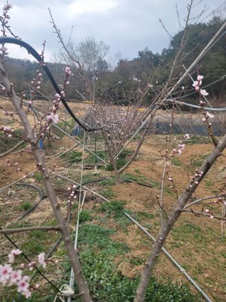 김안식~납작복숭아님의 자유주제 · 자유게시판 작성글 사진