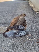 담디농원님의 자유주제·자유게시판 작성글 사진