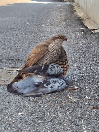 담디농원님의 자유주제 · 자유게시판 작성글 사진