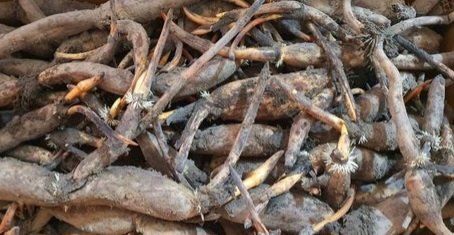 김남태님의 장터 판매 상품 [연근종근 연근모종 판매예약 받습니다.] 첨부 사진