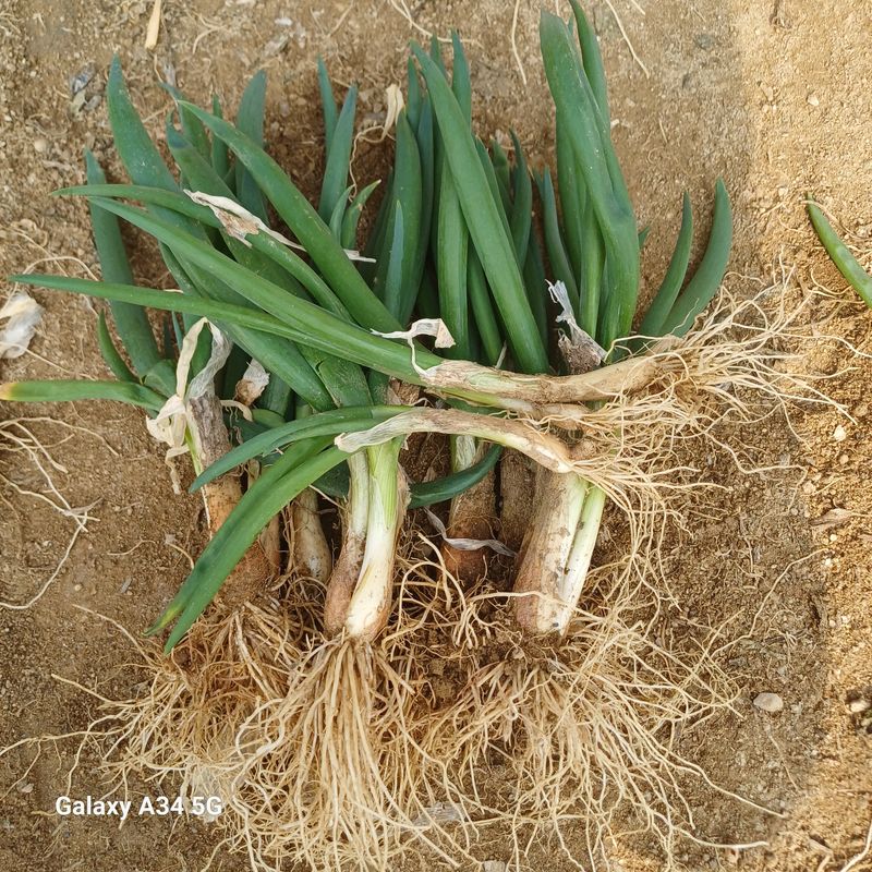 삼성농산님의 장터 판매 상품 [삼동파.달래파.요술대파] 첨부 사진
