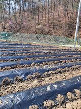 표고버섯18837님의 자유주제·자유게시판 작성글 사진