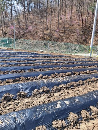 표고버섯18837님의 자유주제 · 자유게시판 작성글 사진