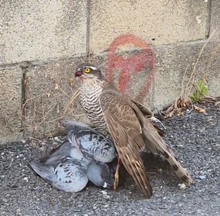담디농원님의 자유주제·자유게시판 작성글 사진