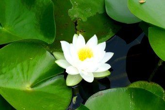 김남태님의 장터 판매 상품 [연근종근 연근모종 판매예약 받습니다.] 첨부 사진