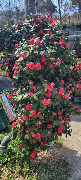 서녕영더기님의 자유주제 · 자유게시판 작성글 사진