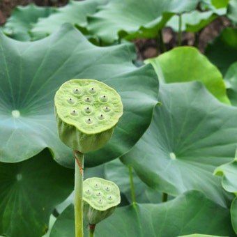 김남태님의 장터 판매 상품 [연근종근 연근모종 판매예약 받습니다.] 첨부 사진