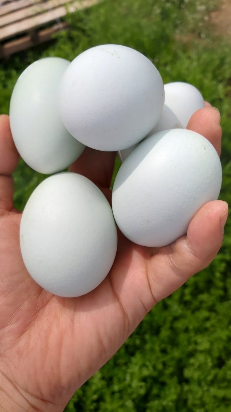 방촌대장님의 장터 판매 상품 [청계 무항생제 유정란 판매합니다] 첨부 사진